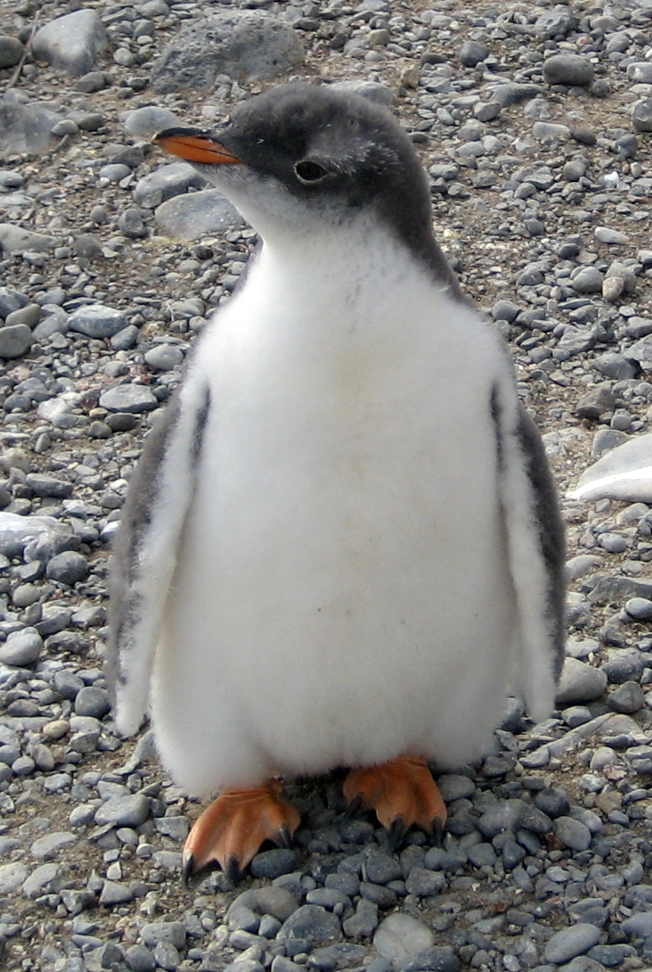 Baby Gentoo Penguin