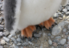 3_gentoo_penguin_feet_brown.jpg