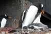 Gentoo penguin feeding chick