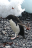 Adelie penguin at Brown's Bluff
