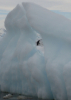 Penguin in the iceberg hole