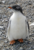 Baby Gentoo Penguin at Brown Bluff