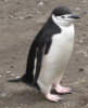 Chinstap penguin