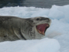 Leopard Seal teeth