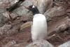 Gentoo  with outstretched wings