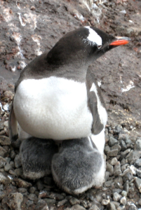 Gentoo penguin and chicks