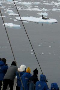 Seal on an ice floe