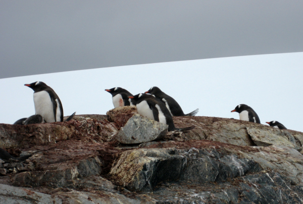 Gentoo penguins on the rocks